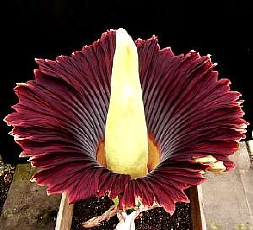 Титан Арум - Трупный цветок