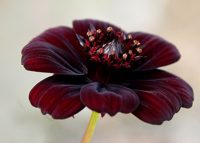 Черная Космея – цветок с запахом шоколада