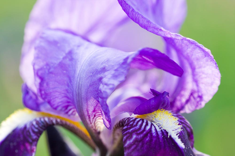 Blue iris mature