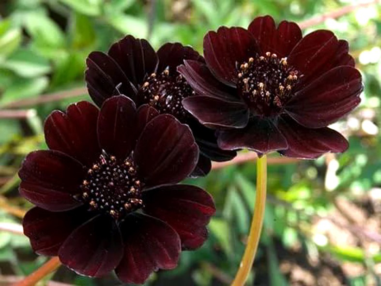 Черная Космея – цветок с запахом шоколада